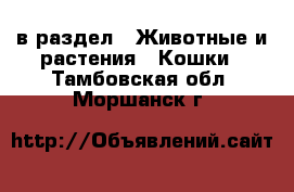  в раздел : Животные и растения » Кошки . Тамбовская обл.,Моршанск г.